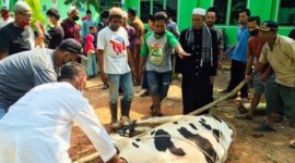 FOTO : Penyembelihan Hewan Qurban dilakukan usai shalat Ied di Sekretariat PWI Provinsi Jambi di kawasan Kotabaru, Kota Jambi, Jumat (31/07/20)