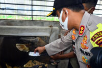 FOTO : Kapolres Tanjab Barat AKBP Guntur Saputro, S.IK, M saat Melakukan Pengecekan Jumlah dan Kesehatan Hewan di Peternakan Sapi milik Zainal di RT 07 Desa Pembengis Kec. Bram Itam Kab. Tanjab Barat bersama Dinas Perkebunan dan Peternakan, Selasa (21/07/20).

