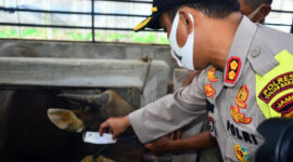 FOTO : Kapolres Tanjab Barat AKBP Guntur Saputro, S.IK, M saat Melakukan Pengecekan Jumlah dan Kesehatan Hewan di Peternakan Sapi milik Zainal di RT 07 Desa Pembengis Kec. Bram Itam Kab. Tanjab Barat bersama Dinas Perkebunan dan Peternakan, Selasa (21/07/20).

