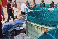 Dukung Ketahanan Pangan Nasional di Kecamatan Kumpeh Ulu, BUMDes Kasang Lopak Alai Tabar Benih Ikan Nila. FOTO : Viryzha