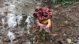 Warga Suak Labu Heboh Bunga Bangkai Tumbuh di Pekarangan Rumah Di Tempat Pembuangan Sampah Kulit Pinang