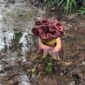 Warga Suak Labu Heboh Bunga Bangkai Tumbuh di Pekarangan Rumah Di Tempat Pembuangan Sampah Kulit Pinang