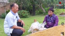 Petani di Desa Sumber Agung Ciptakan Daun Talas Beneng Menjadi Tembakau Rokok Herbal. GAMBAR : Youtube Ivan Wirata