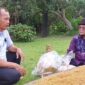 Petani di Desa Sumber Agung Ciptakan Daun Talas Beneng Menjadi Tembakau Rokok Herbal. GAMBAR : Youtube Ivan Wirata