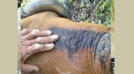 Sapi Warga Desa Lopak Aur Mati Diterkam Harimau. FOTO : Tangkapan Layar.