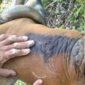 Sapi Warga Desa Lopak Aur Mati Diterkam Harimau. FOTO : Tangkapan Layar.
