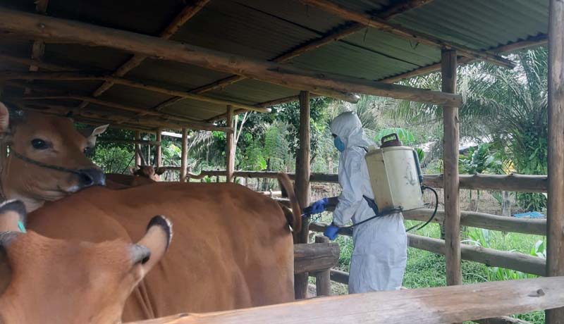 Petugas Disbunnak saat melakukan disinfeksi terhadap ternak di Kandang yang ada ditemukan Sapi Mati dan Positif PMK. FOTO : Ist