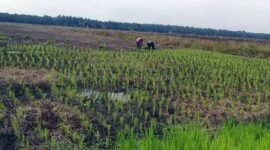 FOTO : Salah Satu Sawah Padi Milik Petani di Kecamatan Senyerang.