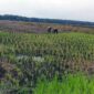 FOTO : Salah Satu Sawah Padi Milik Petani di Kecamatan Senyerang.
