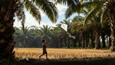 Mengapa Sawah di Tanjab Barat Berubah Menjadi Kebun Sawit?. FOTO : Lintastungkal