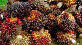 Ilustrasi Buah Kelapa Sawit