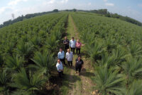 Luasan Kebun Kelapa Sawit Provinsi Jambi, 7 Nasional, 4 Sumatera?. FOTO : Ilustrasi/LT