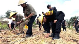 Satbrimob Polda Jambi Bersama Balai Pelatihan Pertanian Tanam Ribuan Bibit Jagung di Muaro Jambi. FOto : HMS