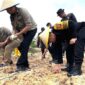 Satbrimob Polda Jambi Bersama Balai Pelatihan Pertanian Tanam Ribuan Bibit Jagung di Muaro Jambi. FOto : HMS