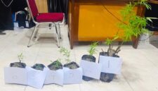 Polres Kerinci Berhasil Bongkar Ladang Ganja Tersembunyi dan Predator Remaja Menghantui Kerinci. FOTO : VIRYZHA/LT