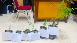 Polres Kerinci Berhasil Bongkar Ladang Ganja Tersembunyi dan Predator Remaja Menghantui Kerinci. FOTO : VIRYZHA/LT