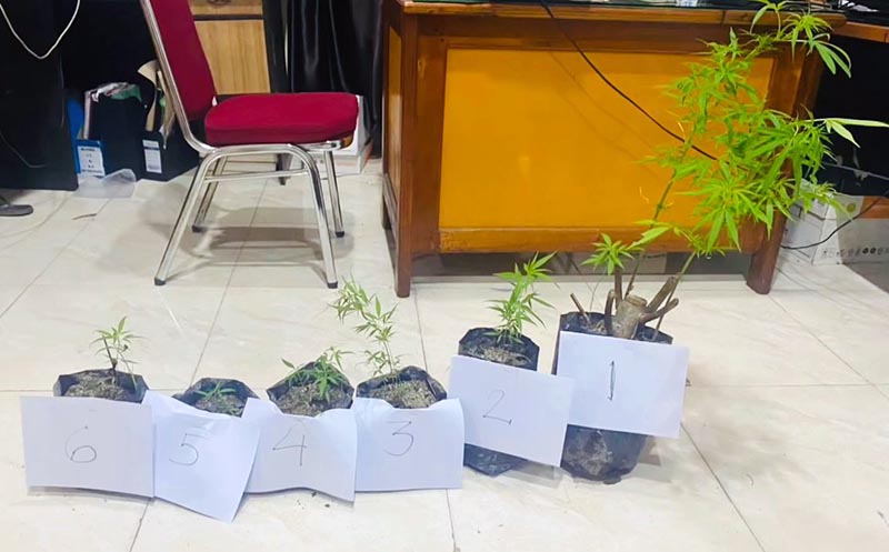 Polres Kerinci Berhasil Bongkar Ladang Ganja Tersembunyi dan Predator Remaja Menghantui Kerinci. FOTO : VIRYZHA/LT