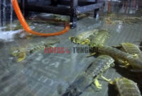 FOTO : Udang Ketak di Salahsatu Pengepul di Kuala Tungkal TanjungJabung Barat/Foto.abs