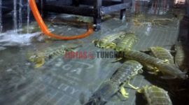 FOTO : Udang Ketak di Salahsatu Pengepul di Kuala Tungkal TanjungJabung Barat/Foto.abs