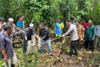 Warga Desa Terjun Jaya Temukan Ular Piton yang Diduga Menelan IRT. FOTO : Polsek Betara
