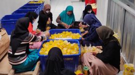 Dari Desa Siwarak, UMKM Binaan Pertamina Nanas-Qu Rangkul Ratusan Petani. FOTO : WKI