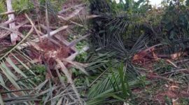 Tanam tumbuh Kelapa Sawit berusia 1 hingga 2 tahun milik Petani di Sungai Gegasan RT 06 Kelurahan Lubuk Kambing, Renah Mendaluh, Tanjung Jabung Barat, Jambi yang dirusak Gajah. FOTO : Ist