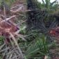 Tanam tumbuh Kelapa Sawit berusia 1 hingga 2 tahun milik Petani di Sungai Gegasan RT 06 Kelurahan Lubuk Kambing, Renah Mendaluh, Tanjung Jabung Barat, Jambi yang dirusak Gajah. FOTO : Ist