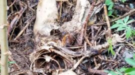 Kerangka Manusia yang masih belum diketahui identitasnya ditemukan di belakang SPBU Jalan Imam Munandar, Kecamatan Tenayan Raya, Pekanbaru. FOTO : Cakaplah.com.